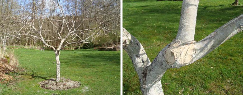 Äppelträd besprutat med kalkmjölk för att förhindra fruktträdskräfta.