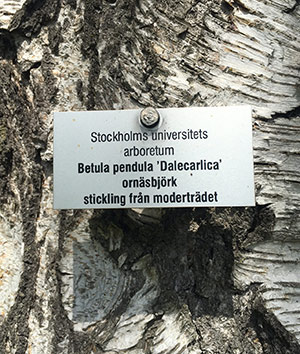 Stickling av Ornäsbjörken tagen från ursprungsträdet i Lilla Ornäs.