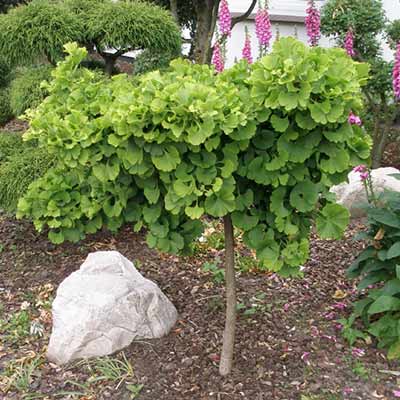 Ginkgo Mariken.