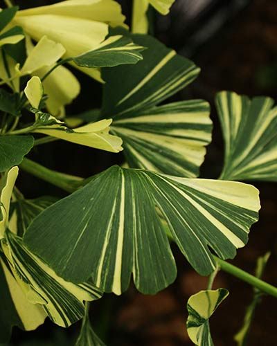 Fläckginkgo, Variegata-Gruppen.