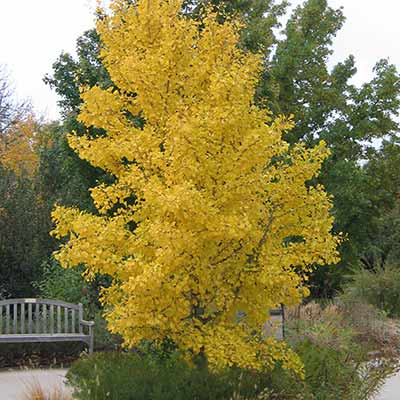 G. biloba 'Autumn Gold'