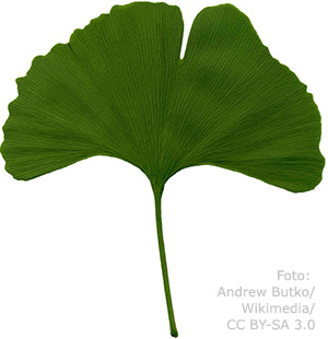 Ginkgoblad.