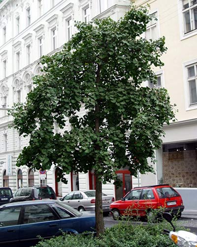 Tårginkgo Pendula-Gruppen.