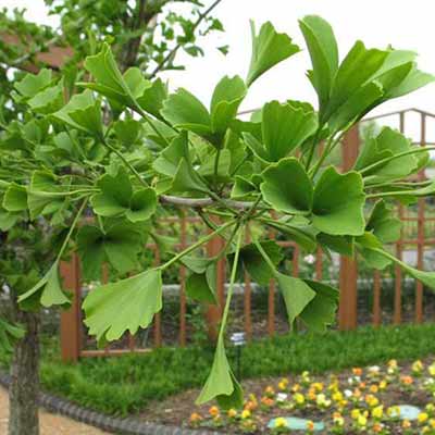 Ginkgo Tubifolia.