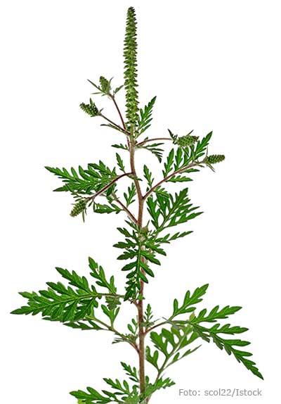 Varning för malörtsambrosia! Plantan är extremt allergiframkallande.