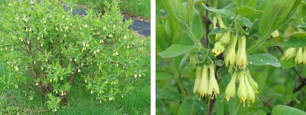 Blommande blåbärstrybuske.