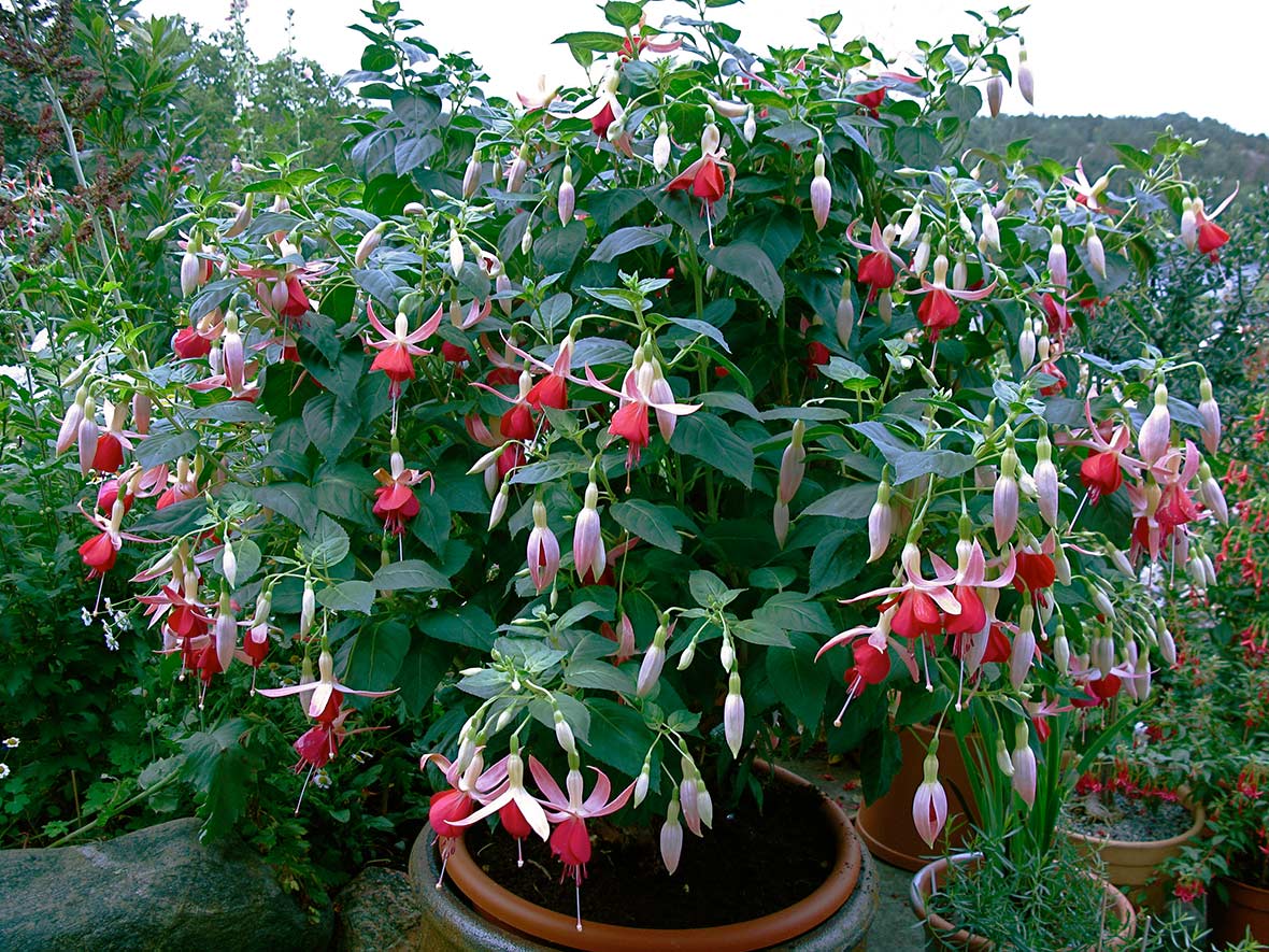 Fuchsia 'Celia Smedley' grenar sig villigt om den får stå ute i sommarljuset.