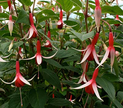 Fuchsia 'Checkerboard'