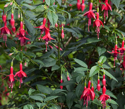 Fuchsia 'Flash'.