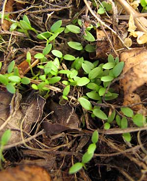 Fröplantor av våtarv.