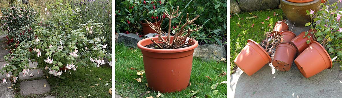 Fuchsia före och efter klippning.