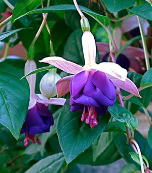 Fuchsia 'Lena'.