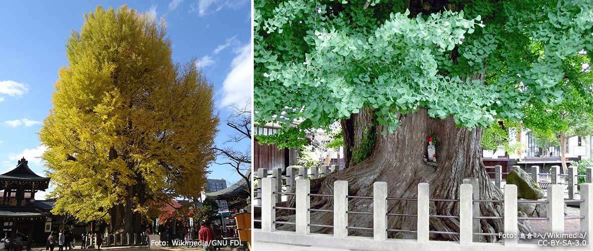 En 1200 år gammal ginkgo i Takayama, Japan.