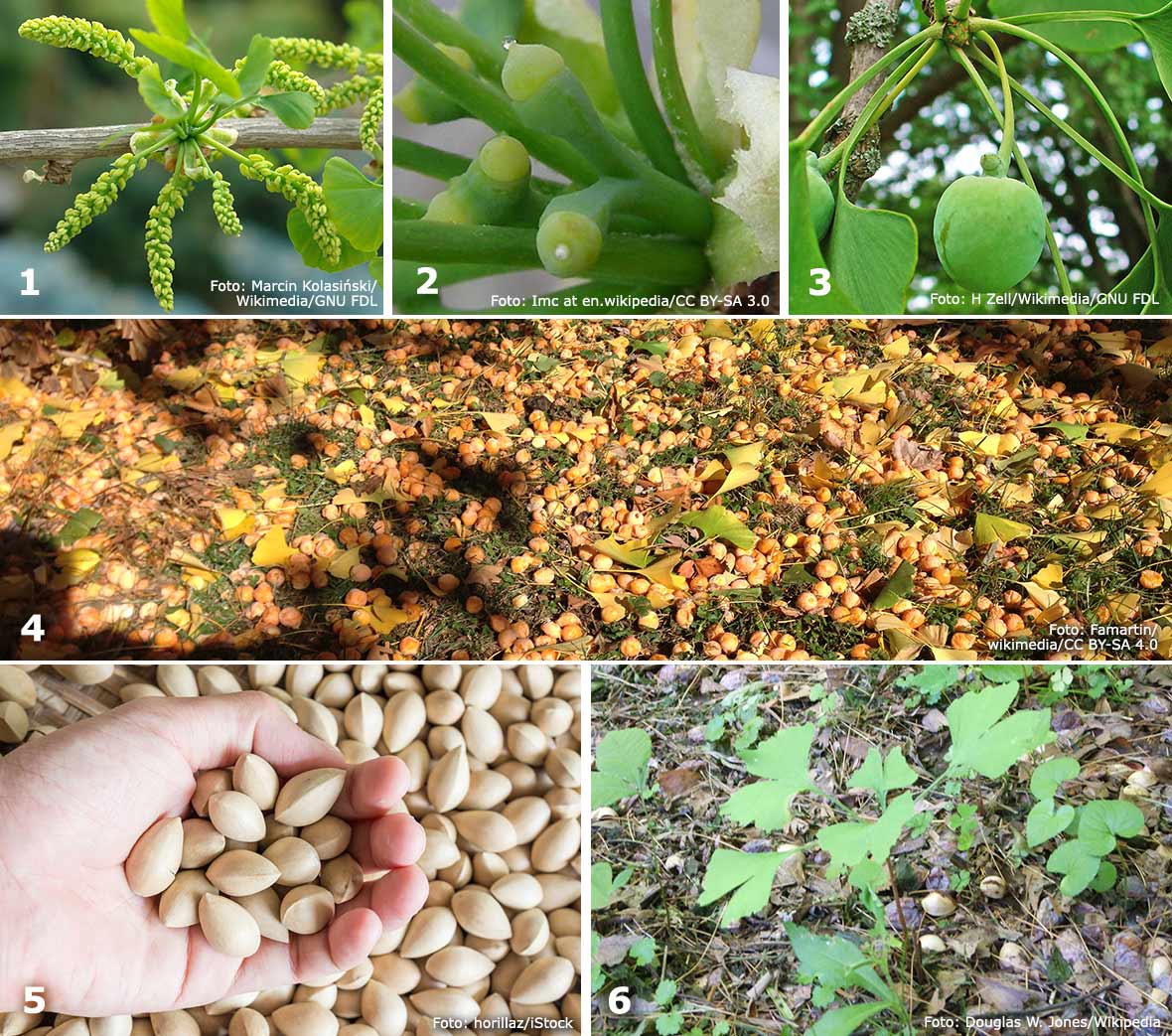 Pollinering och befruktning hos ginkgo.