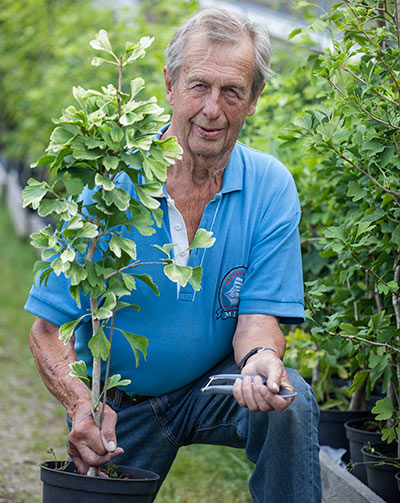 Karl Wilhelm Olers med en av sina ginkgoplantor.