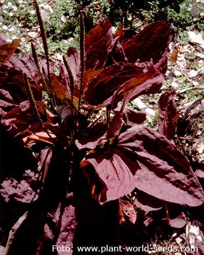 P.lantago major ’Rubrifolia’.