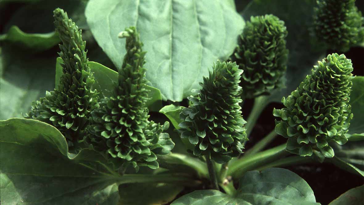 P. rosularis 'Bowles Variety'.