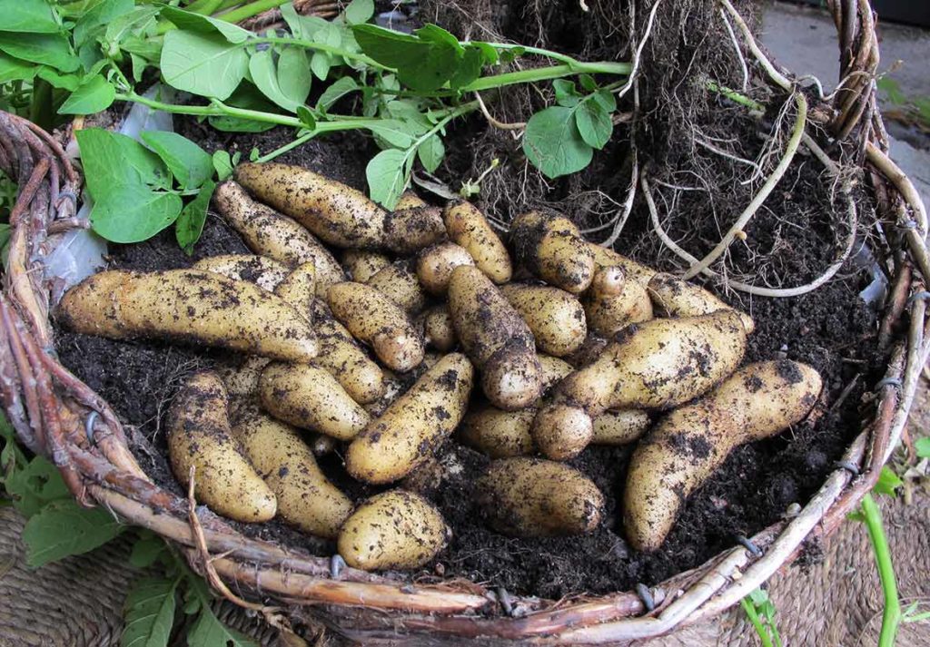 Skörd från en potatisgrodd.