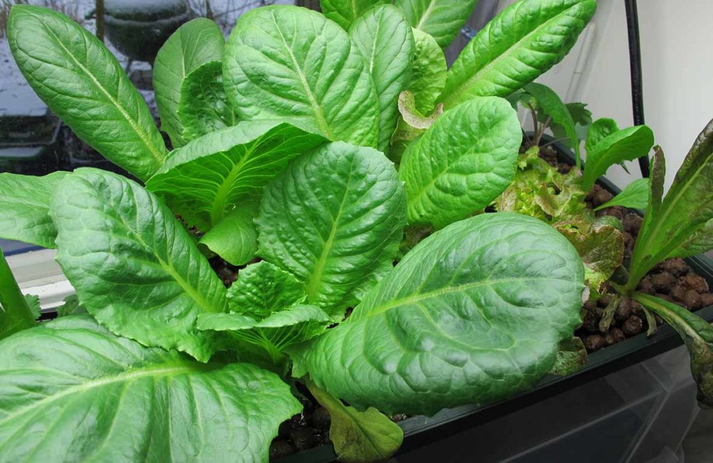 Romansallat en månad efter skörd. Plantan är odlad i endast lecakulor och vatten.
