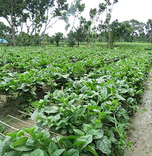 Malabarspenatodling i Bangladesh.
