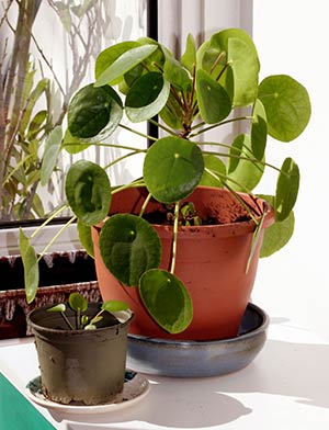 Fin planta av elefantöra.