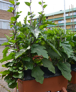 malabarspenat samplanterad med aubergine.