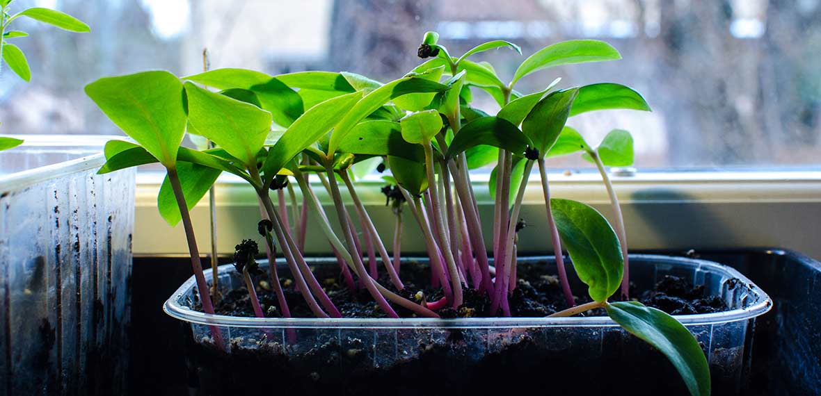 fröplantor av malabarspenat