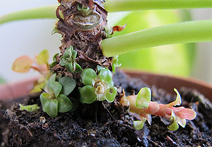 Skott av parasollpilea.
