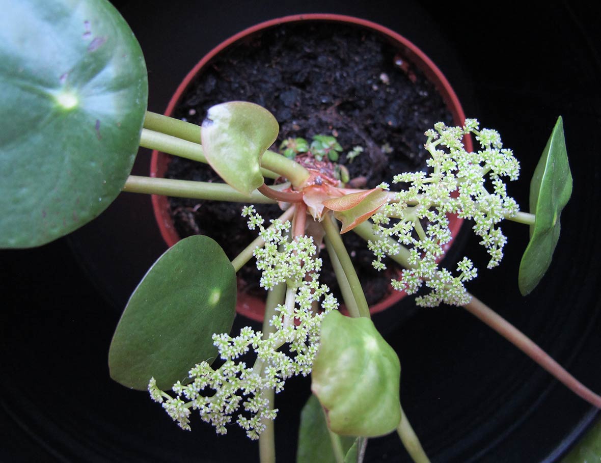 Blommande elefantora.