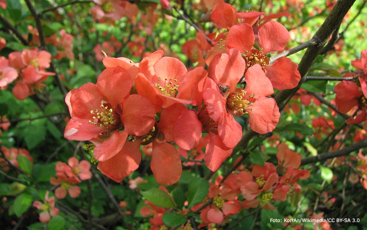 Blommande liten rosenkvitten.