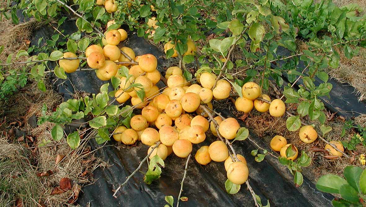 Buske av liten rosenkvitten med mogen frukt.