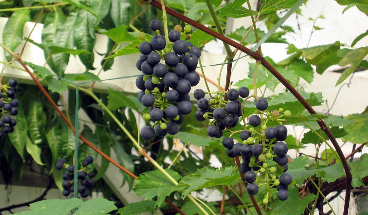 Vindruvan Vitis vinifera, 'Boskoop Glory' i Nils Åkerstedts växthus.