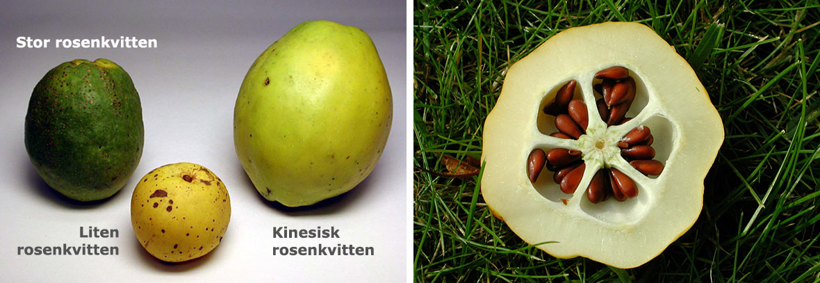 Rosenkvitten frukter och frön.