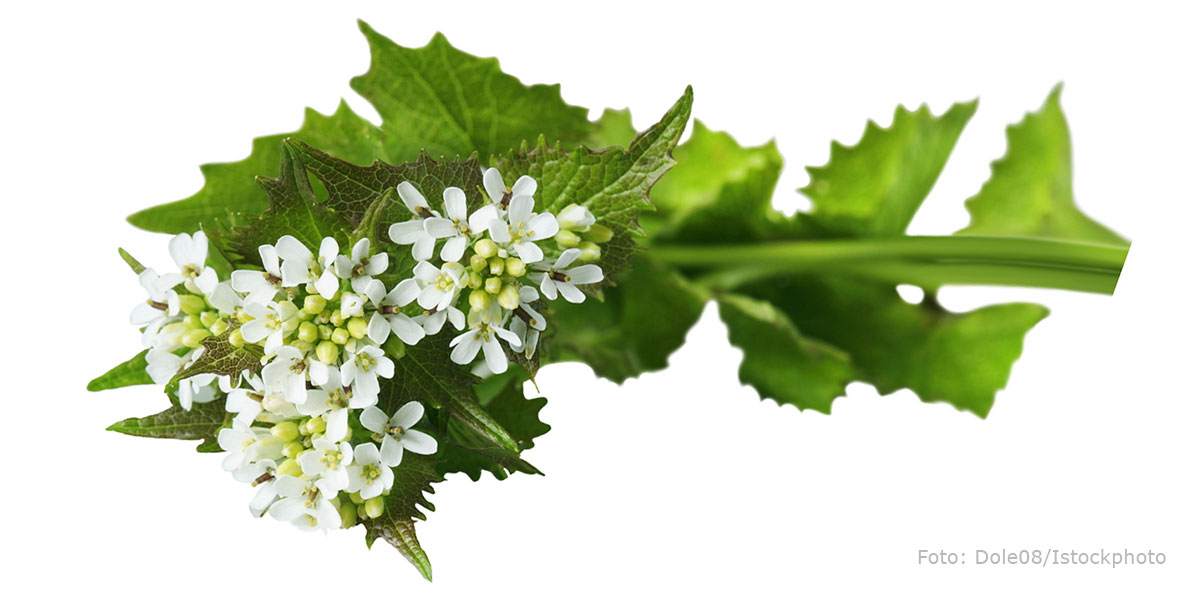 Löktrav heter bland annat garlic mustard på engelska.