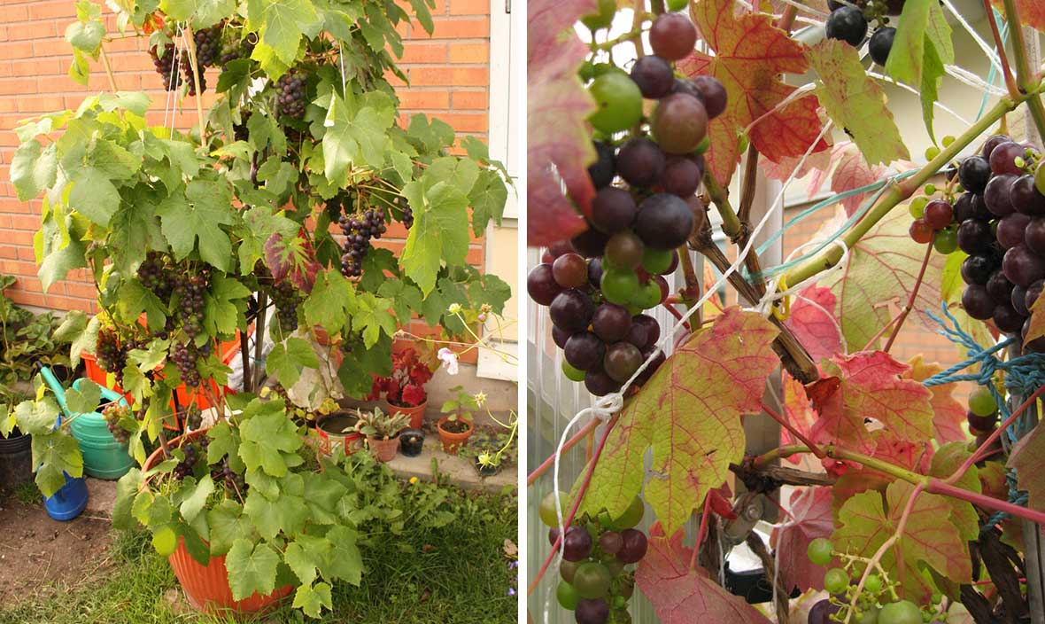 Vindruvor odlade i kruka.