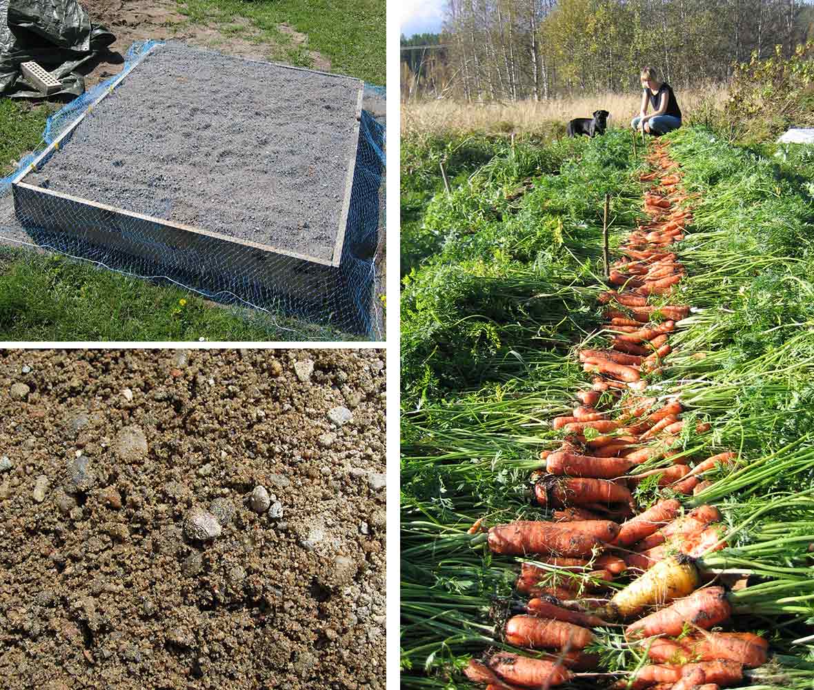 En kvadratmeter odlingsyta gav 22 kilo morötter!