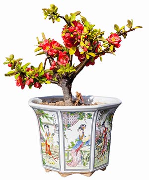 Bonsai av rosenkvitten.