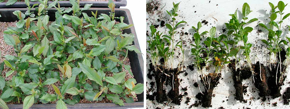 Fröplantor och rotsticklingar.