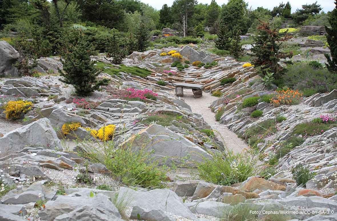 En crevice garden i Montreals botaniska trädgård.