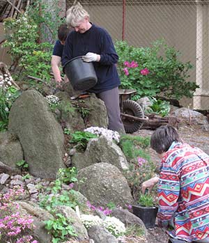Plantering i en crevice garden i Prag.