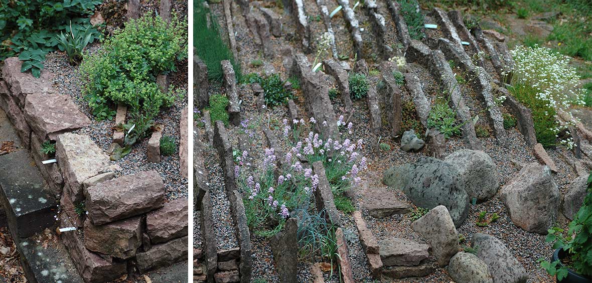 Stefan Salomonssons crevice garden 2017.