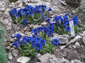 Alpgentiana, Gentiana acaulis.