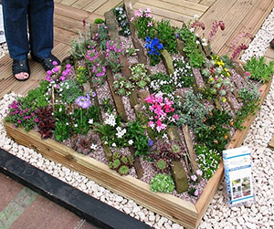 Liten crevice garden skapad av Alpine Garden Society.