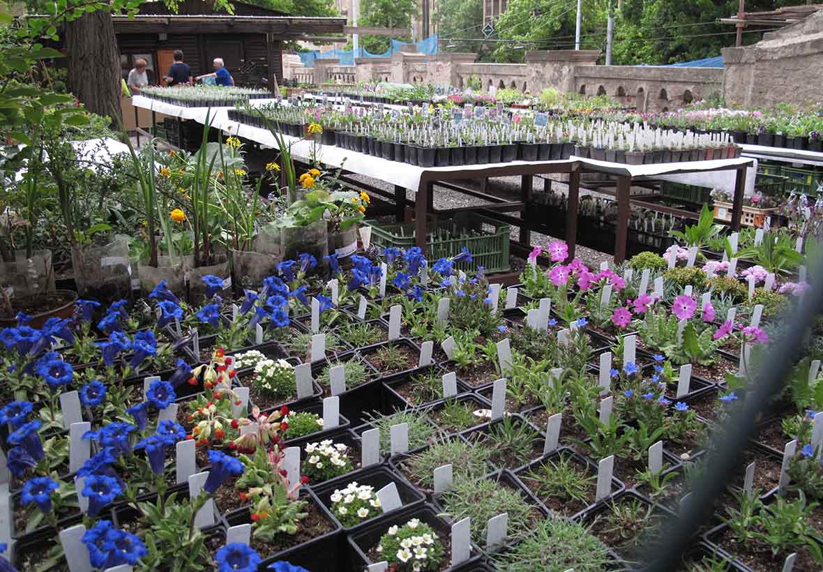 Plantskola i Prag.