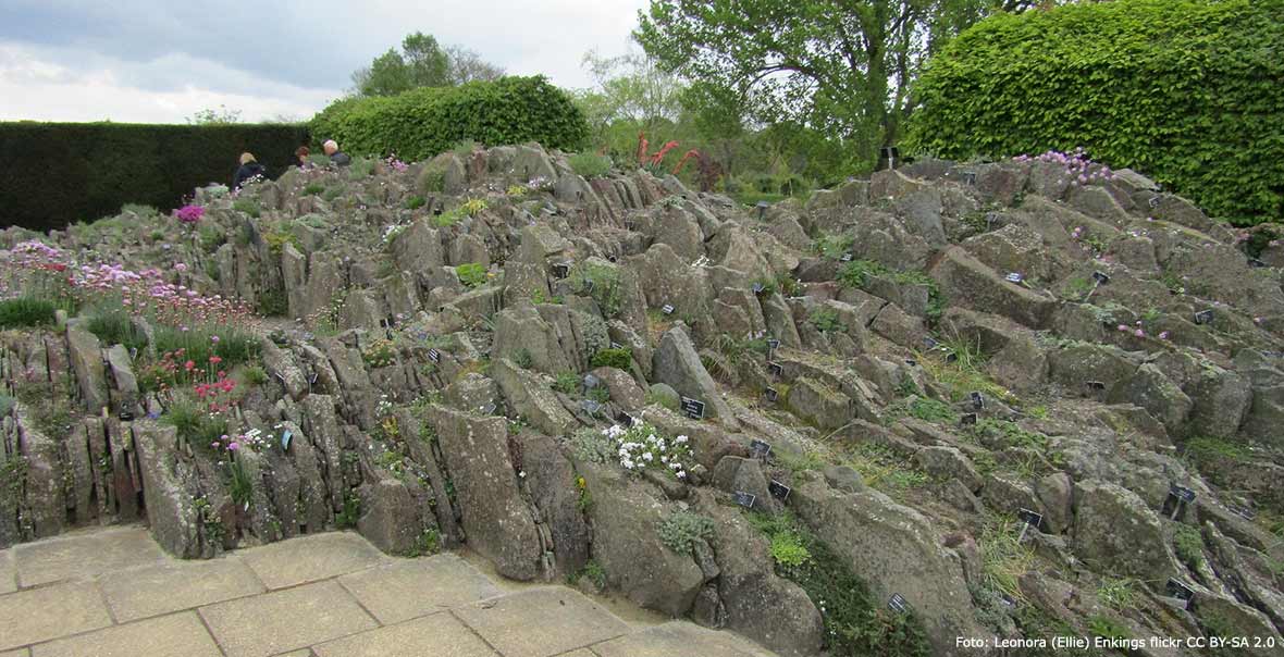 Crevice garden i Wisley.