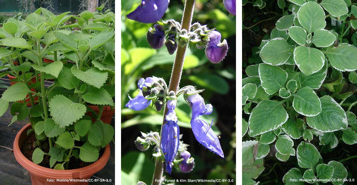 Kryddkarlbergare. Blomma och varigierad sort.