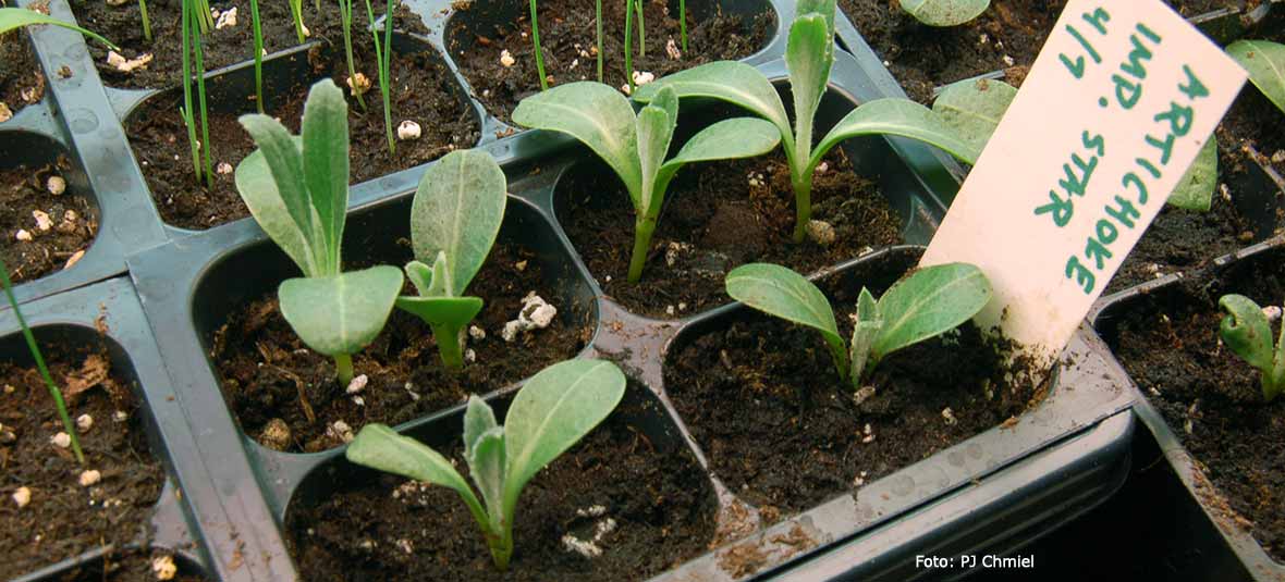 Fröplantor av kronärtskocka.