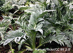 Utplantering av plantor.