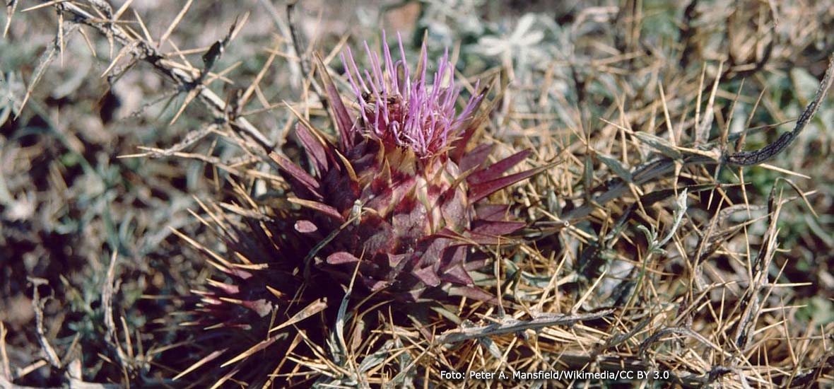 Den rena arten av kronärtskocka, Cynara cardunculus.