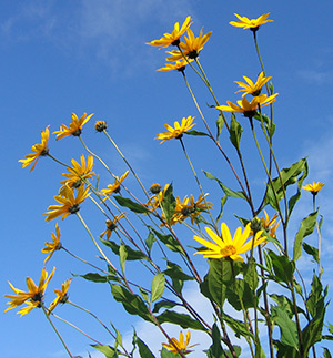Blommande jordärtskocka 'Bianca'.